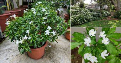 How to Grow Pinwheel Flower | Crepe Jasmine Care - balconygardenweb.com - India