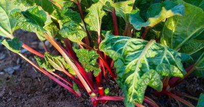 How to Grow Rhubarb From Seed - gardenerspath.com - state Alaska
