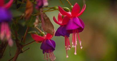 7 Common Reasons Why Fuchsia Fails to Bloom | Gardener's Path - gardenerspath.com