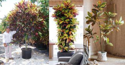 How to Grow Big Croton Like a Tree - balconygardenweb.com - state Florida