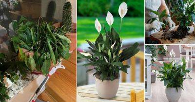 How to Fix and Save Overwatered Peace Lily - balconygardenweb.com