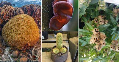 17 Plants That Look Like Human Body Parts - balconygardenweb.com - Bolivia