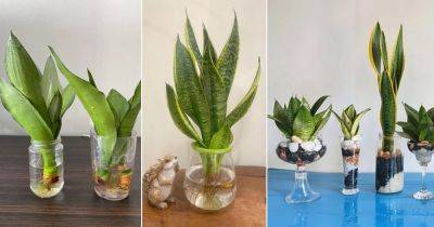How to Grow a Snake Plant in Water - balconygardenweb.com - city Sansevieria