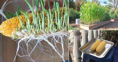 Sprout a Corncob and Grow Unlimited Corn Plants - balconygardenweb.com