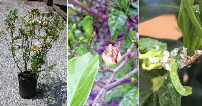 Gardenia Buds Turning Brown and Falling Off? Reasons and Solutions - balconygardenweb.com