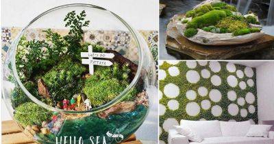 11 DIY Indoor Moss Garden Ideas | Growing a Moss Garden - balconygardenweb.com