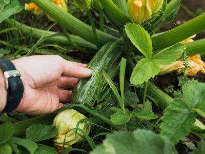 Planning for a second zucchini crop this season - theprovince.com