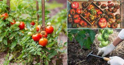 13 Mistakes When Growing Tomatoes - balconygardenweb.com