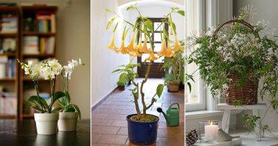 24 Best Smelling Fragrant Indoor Plants you must grow ! | - balconygardenweb.com
