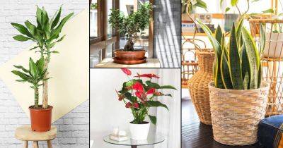 10 Most Googled Houseplants of the Year So Far - balconygardenweb.com