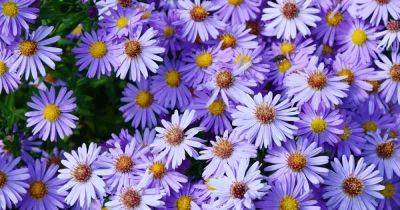 When and How to Divide Perennial Asters - gardenerspath.com
