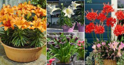 List of 23 Plants that are Called Lilies - balconygardenweb.com - Usa - Peru