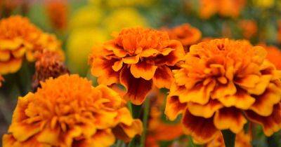 How to Identify and Control 9 Marigold Diseases | Gardener's Path - gardenerspath.com