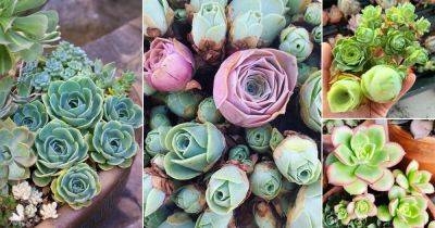 16 Beautiful Succulents that Look Like Roses | Rosette Shaped Succulents - balconygardenweb.com