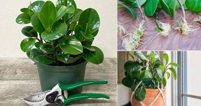 How to Grow Baby Rubber Plant | Peperomia obtusifolia Care - balconygardenweb.com - Usa