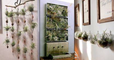 20 Pictures of Mini Vertical Garden Ideas with Air Plants - balconygardenweb.com