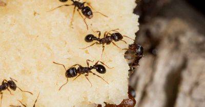 How to Eradicate a Pavement Ant Infestation - gardenerspath.com - Usa