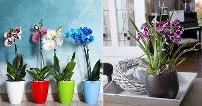 7 Homemade Plant Foods for Orchids | DIY Orchid Fertilizer - balconygardenweb.com