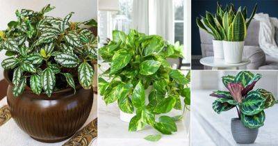 16 Indoor Plants for North Facing Windows - balconygardenweb.com - city Sansevieria