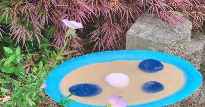 DIY Concrete Butterfly Puddler- Attract Butterflies! - hometalk.com