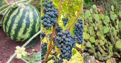 6 Fruits That Start With X - balconygardenweb.com - China - Greece - Mexico