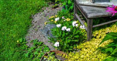 How to Edge Flower Beds... Like a Pro! - hometalk.com