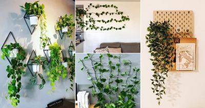 16 Intelligent Tips to Vine Trailing Houseplants on Walls - balconygardenweb.com