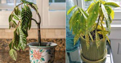 13 Top Tips on How to Revive a Stunted Houseplant - balconygardenweb.com