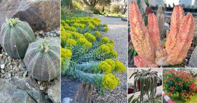 26 Most Beautiful Types of Euphorbia Varieties - balconygardenweb.com