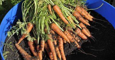How to Grow Carrots in Containers | Gardener's Path - gardenerspath.com