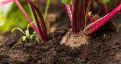 Tips for Growing the Sweetest Beets - gardenerspath.com - city Brussels