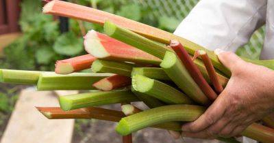 When and How to Harvest Rhubarb - gardenerspath.com