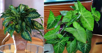 10 Easy-Peasy Houseplants (Growing Them is a Cinch!) - balconygardenweb.com