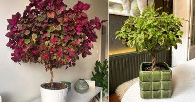 How to Grow Coleus as a Tree | Coleus Tree Care Guide - balconygardenweb.com