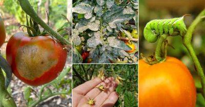 11 Common Tomato Problems and Solutions - balconygardenweb.com