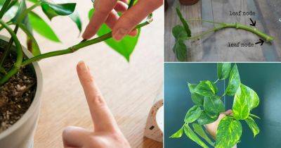 One Secret to Grow Any Plant From a Cutting - balconygardenweb.com