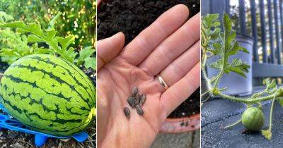 How to Grow Watermelons from Seeds - balconygardenweb.com