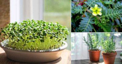 7 Scientifically Proven Herbs Every Man Should Grow to Boost Libido - balconygardenweb.com - Iran