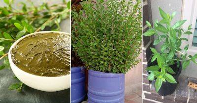 Everything About Growing Henna Plant in Home & Garden - balconygardenweb.com - Egypt