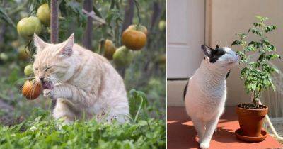 Can Cats Eat Tomatoes? Are Tomatoes Bad For Cats? - balconygardenweb.com