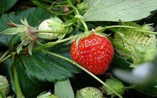 When to Plant Strawberries - balconygardenweb.com