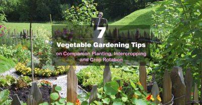 7 Vegetable Gardening Tips on Companion Planting, Intercropping & Crop Rotation - balconygardenweb.com