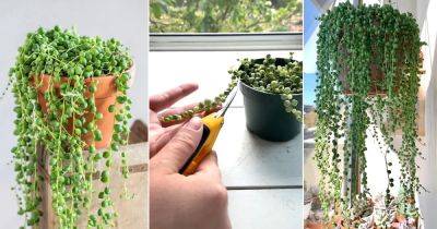 How to Grow String of Pearls From Cuttings - balconygardenweb.com