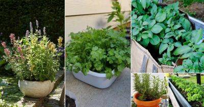 9 Best Cilantro Companion Plants | Companion Planting for Cilantro - balconygardenweb.com - Mexico