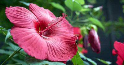 How to Grow and Care for Hardy Hibiscus Flowers - gardenerspath.com - Canada - county Ontario