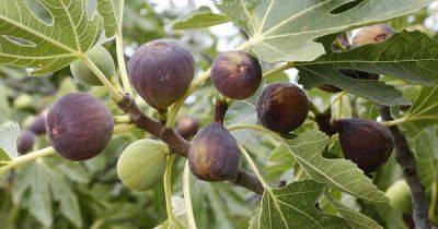 7 of the Best Cold Hardy Fig Trees | Gardener's Path - gardenerspath.com