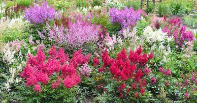 When and How to Fertilize Astilbe - gardenerspath.com