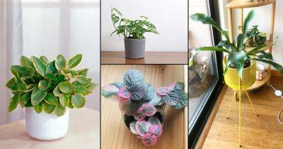 64 Awesome Pictures of the Best Small Houseplants - balconygardenweb.com