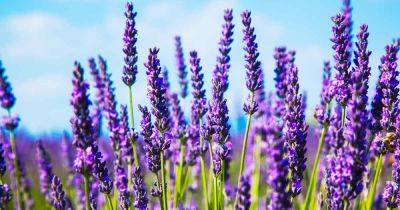 How to Grow Lavender from Cuttings - gardenerspath.com - Britain - France - Spain