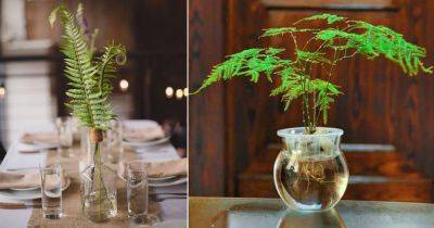 How to Grow Ferns in Water | Can Ferns Grow in Water? - balconygardenweb.com - Japan - city Boston